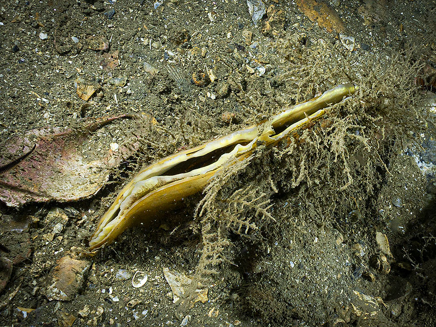Atrina fragilis